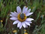 A bug on a Flower